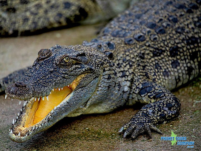 Phuket Crocodile World